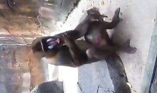 beastiality porn