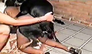 animal sex