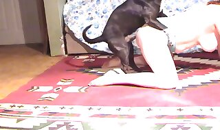 animal sex
