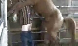 animal sex